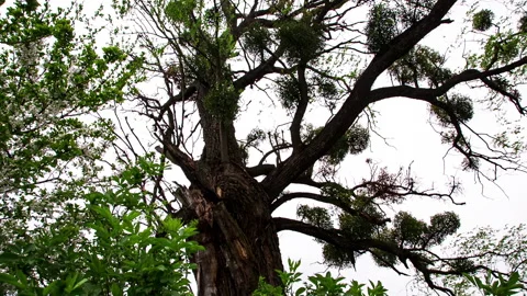 Dense mistletoe bushes parasitize the tree. Evergreen mistletoe 動画素材 153764920