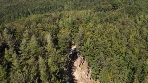 Dense mixed forest from above. Top aerial wide shot Stock Footage 285952841