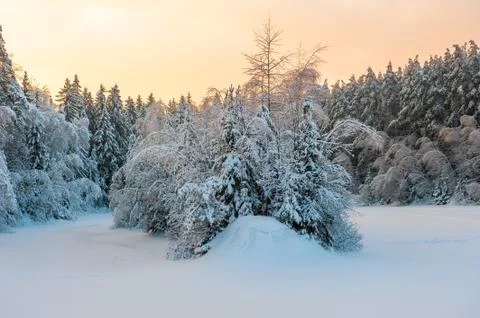 Dense mixed forest under snow and sunrise Stock Photos