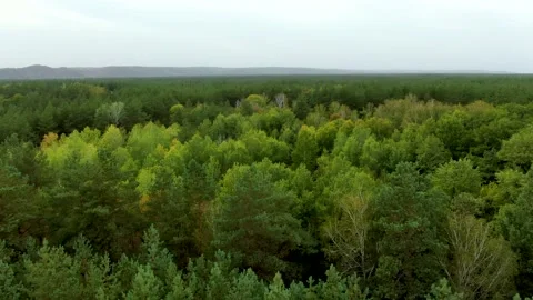 Dense, mixed, green forest Stock Footage 140122219