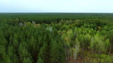 Dense, mixed, green forest Stock Footage 140138992