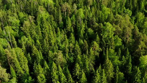Dense mixed green forest in summer. Aerial view Stock-Footage 197058090