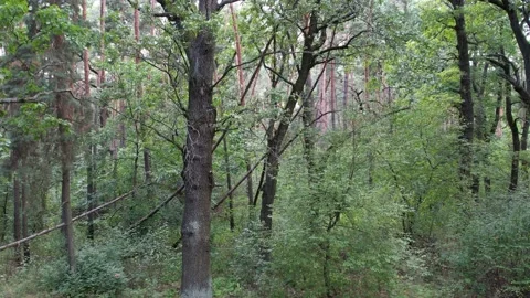 Dense mixed oak pine forest on a summer day Stock Footage 163425425