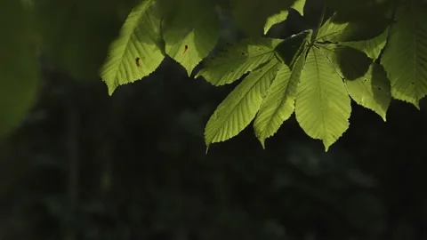 Dense moist flora leaf hanging in paradise heaven Vidéo 202419399