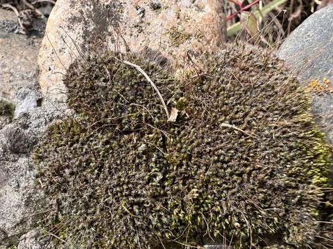 Dense Moss Cluster on Rock Stock-Fotos