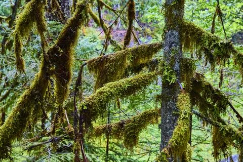 Dense Moss-Covered Tree Branches in Temperate Rainforest Eye-Level View Stock-Fotos