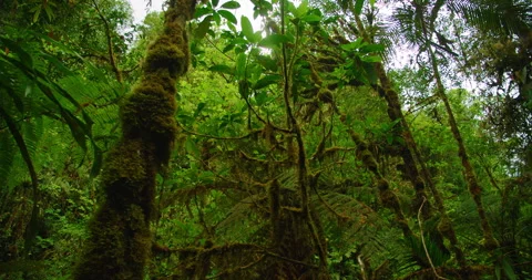Dense moss covered tropical tree trunks and foliage in rainforest Costa Rica Stock Footage 344704365