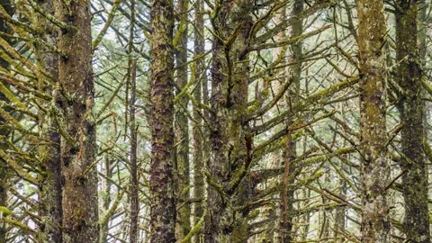 Dense Mossy Forest along Cape Meares Beach Trail in Coastal Oregon Stock Footage 326711512