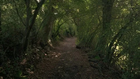 Dense Mossy Forest With Narrow Trails. Pullback Shot Stock Footage 288836562