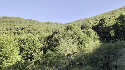 Dense mountain forest and green valley 스톡 동영상 344878677