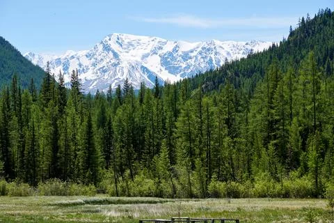Dense mountain forest and high snowy peak in the background Stock Photos
