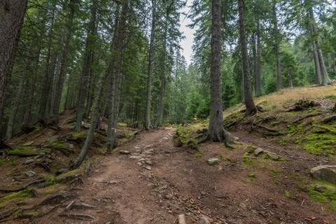 Dense mountain forest and path between the roots of trees. Stock Photos