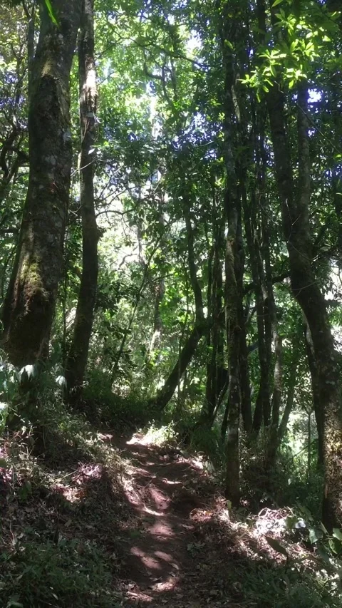 Dense Mountain Forest with Lush Green Trees and Natural Hiking Trail Видео 344959665