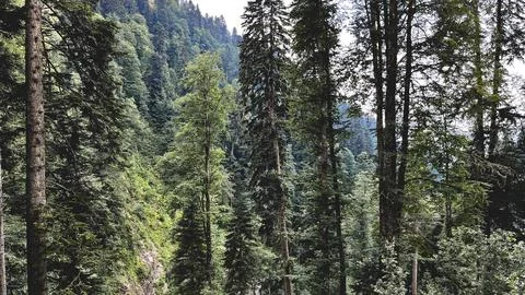Dense mountain forest in a scenic alpine valley Stock Photos