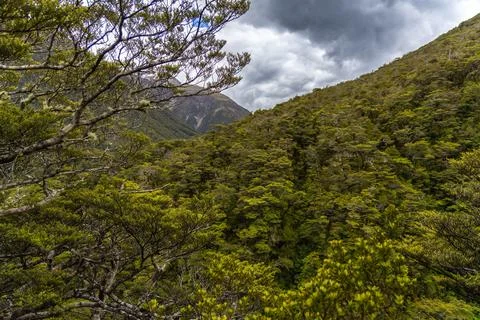 Dense Mountain Forest Under Dramatic Storm Clouds Stock-Fotos