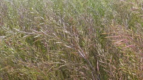 Dense Mustard Stalks Video stock 333914172