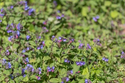 Dense native groundcover replacing lawn, patch of small purple flowers formin Stock Photos