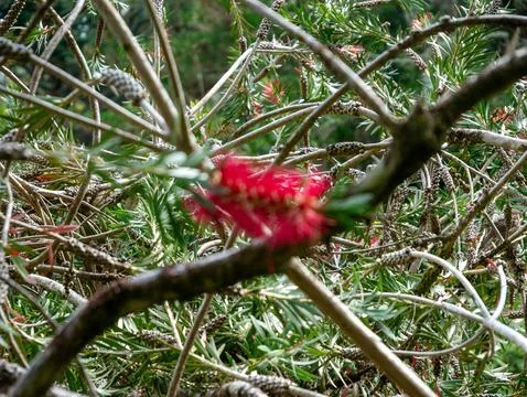 Dense native shrub with red flower in forest Stock Photos