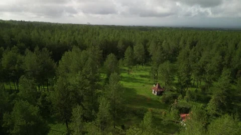 Dense natural pine forest trees on the mountain hills. Vídeos de archivo 290940040