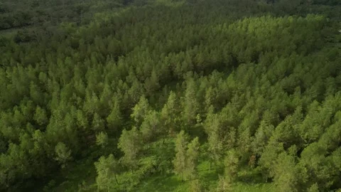 Dense natural pine forest trees on the mountain hills. Video stock 290941877
