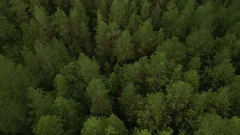 Dense natural pine forest trees on the mountain hills. Video stock 290943221