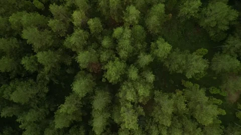 Dense natural pine forest trees on the mountain hills. Video stock 290944263