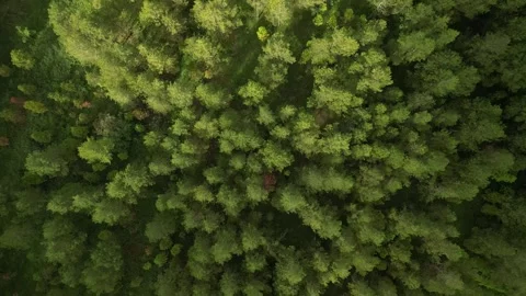 Dense natural pine forest trees on the mountain hills. Video stock 290947307