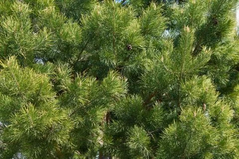 Dense needles of a pine in the sun Stock Photos