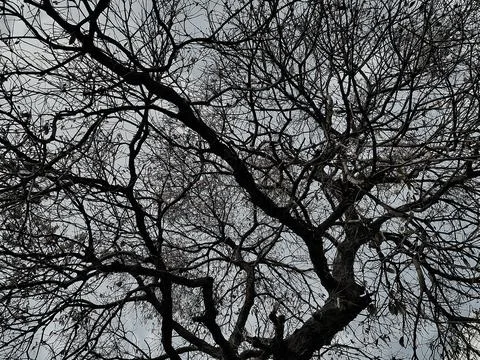 Dense network of bare tree branches against an overcast sky. Stock Photos