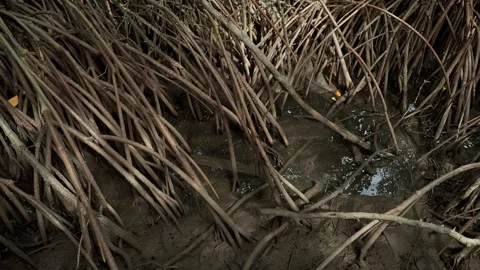 Dense network of exposed coastal tree root system at low tide Vídeo Stock 339043482