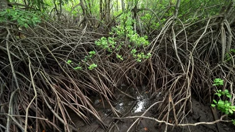 Dense Network of Mangrove Roots in Tropical Coastal Wetland Stock-Footage 339643032