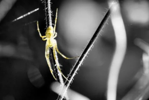 Dense network Foto stock