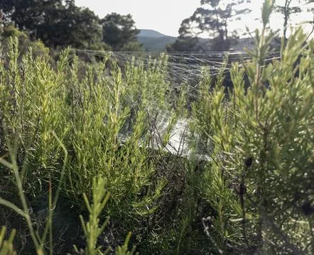 Dense network of spider webs shining in sunlight over green rosemary bushes.. Stock Photos