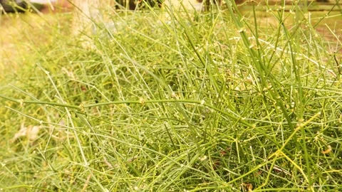 A dense network of thin green shrub stems forms an intricate natural pattern Stock Footage 348257698