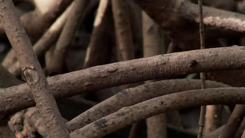 Dense Network of Tropical Mangrove Roots Above Coastal Mud Stock Footage 339151581