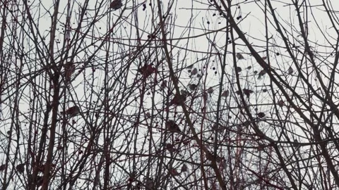 Dense network of twigs filled with nests in stark monochrome tone Video stock 332039871