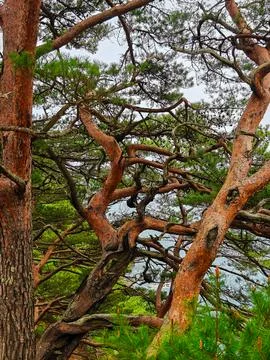 Dense network of twisted pine branches against a cloudy sky Stock Photos