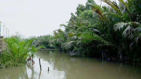 Dense nipa palm trees grow along calm brown riverbank while muddy water flows Stock Footage 310936587