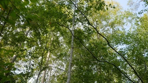 Dense Northern forest in summer. Stroll Stock-Footage 116046347