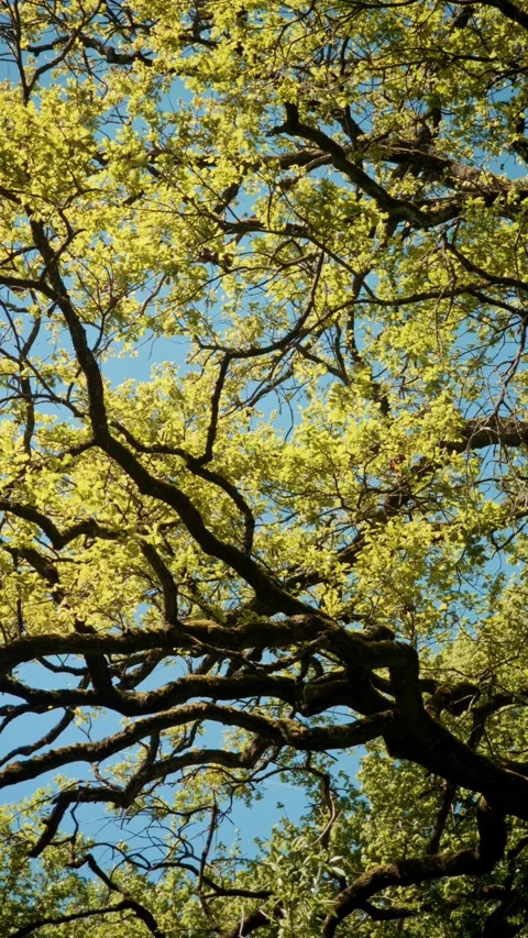 Dense Oak Canopy from Below with Twisted Branches and Fresh Spring Foliage Stock Footage 334134431
