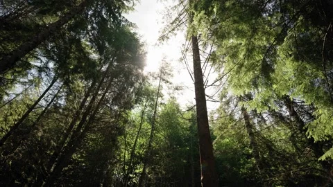 Dense old evergreen forest with fast moving clouds fog overhead sunny Stockbeeldmateriaal 233282512