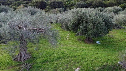 Dense Olive Grove with Pruned Trees in Lush Mediterranean Farmland Stock Footage 343995937