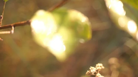 Dense orange leaves on a branch of a tree. Fall time Video stock 95571836