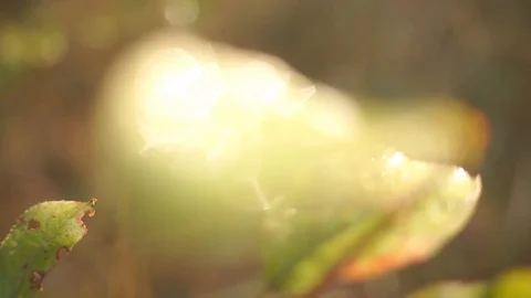 Dense orange leaves on a branch of a tree. Fall time Stock Footage 95571845
