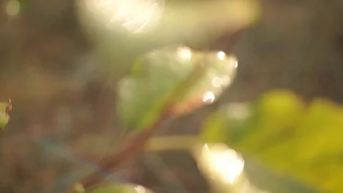 Dense orange leaves on a branch of a tree. Fall time Stock Footage 95571846