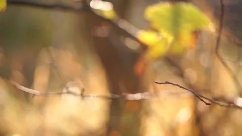 Dense orange leaves on a branch of a tree. Fall time Stock Footage 95571852