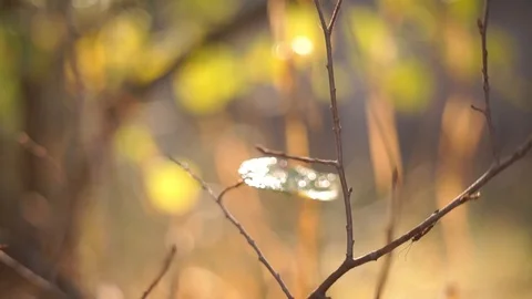 Dense orange leaves on a branch of a tree. Fall time Stock Footage 95571853
