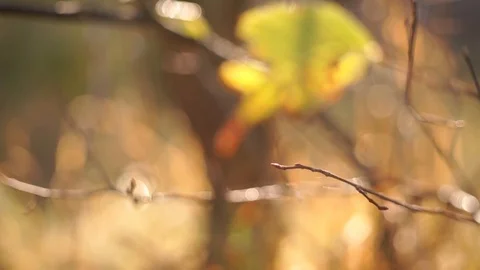 Dense orange leaves on a branch of a tree. Fall time Stock Footage 95571861
