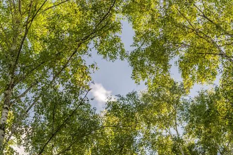 Dense overhead canopy of bright green birch leaves forms irregular circular o Stock Photos