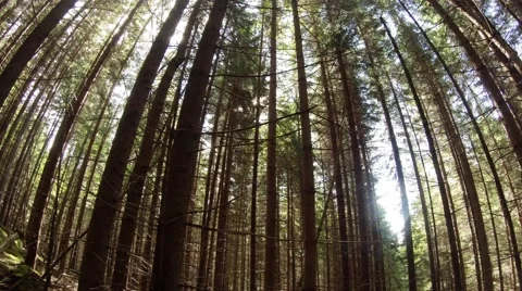 Dense palisade of conifers growing on steep slopes Stock Footage 43800008